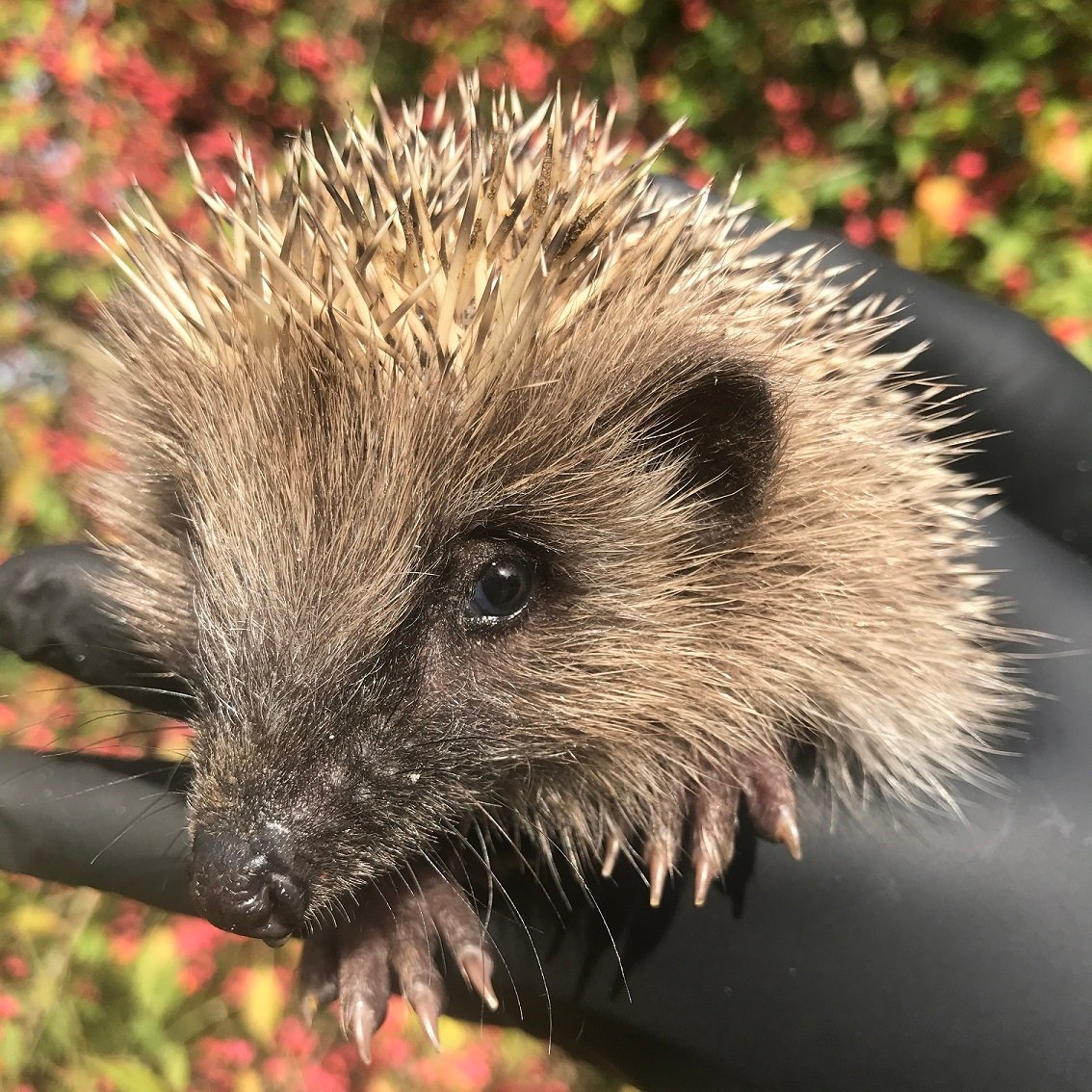 Besuch in der Stiftung Wildstation Landshut – «Spital» für einheimische Wildtiere
