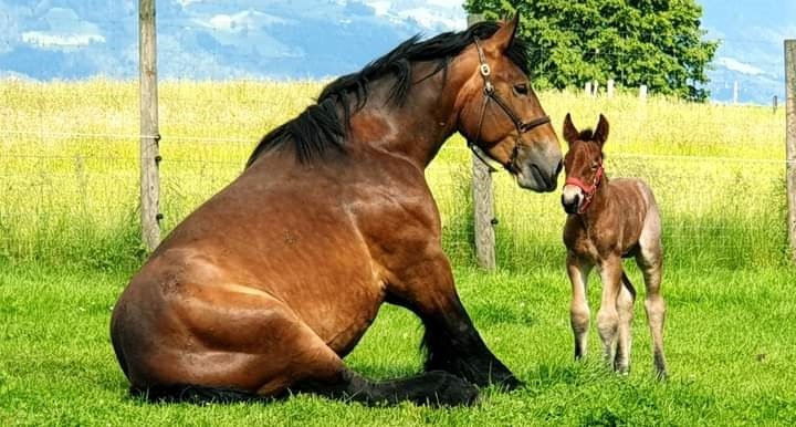 Ponylager ohne Übernachten